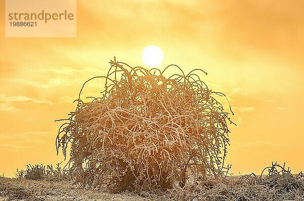 Allein auf dem weißen Schneestock stehend im Licht des Sonnenuntergangs  der untergehenden Sonne. Fantastische Landschaft leuchtet im Sonnenlicht. Dramatische winterliche Szene. Naturpark. Kaukasus Europa. Schöne Welt. Retro Stil Filter. Instagram Toning Effekt