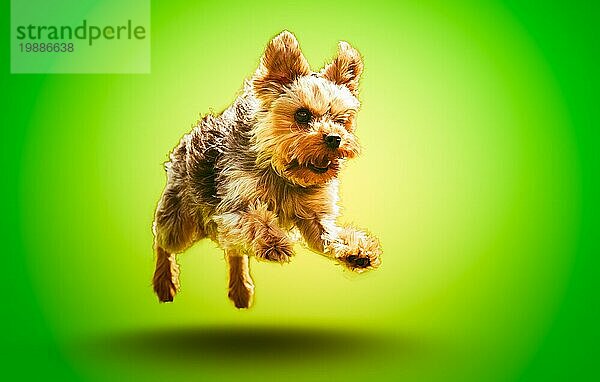 Glücklich und ein wenig verrückt Yorkshire Hund springt und läuft auf grünem Hintergrund. Farbe isoliert Hintergrund