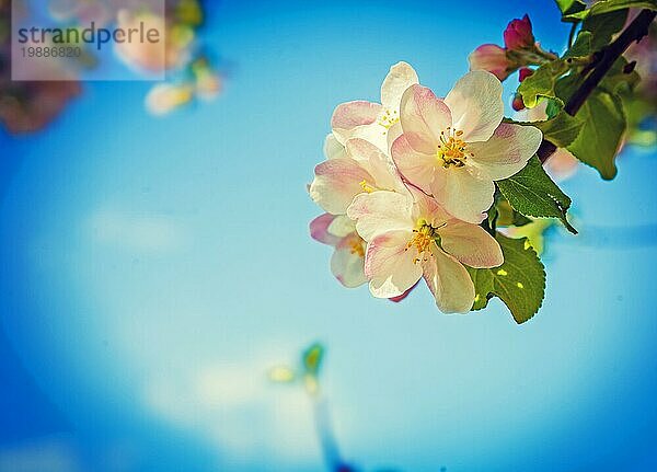 Zweig mit roten weißen Apfelbaum Blumen Instagram Stil