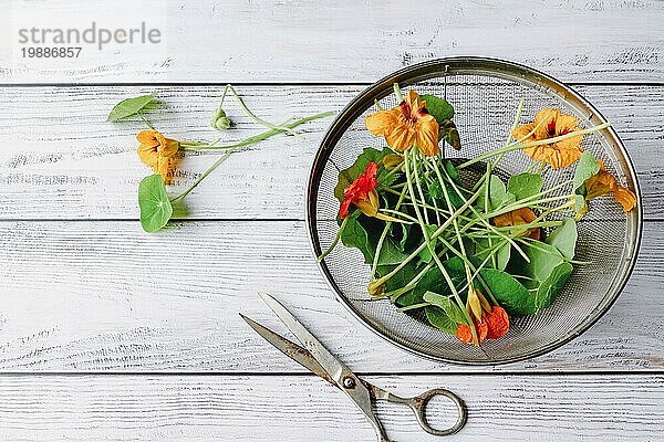 Organische Kapuzinerkresse Blumen und Blätter auf weißem Holztisch  Overhead Flachlegung  Kopie Raum