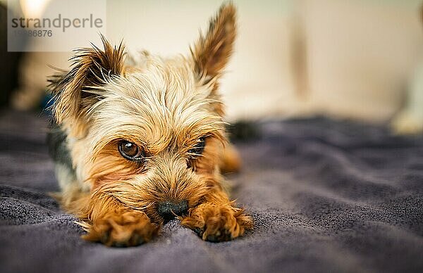 Liebenswerter Yorkshire Terrier auf dem Gartensofa liegend Porträt. Kleiner Hund Porträt. Kopieren Raum Hintergrund