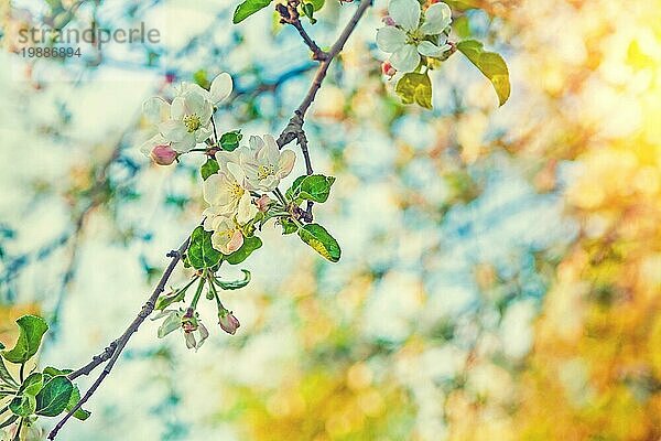 Zweig der blühenden Apfelbaum auf sehr unscharfen Hintergrund mit Sonne instagram stile