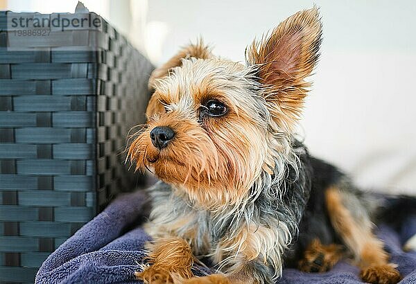 Liebenswerter Yorkshire Terrier auf dem Gartensofa liegend Portrait. Kleiner Hund Porträt