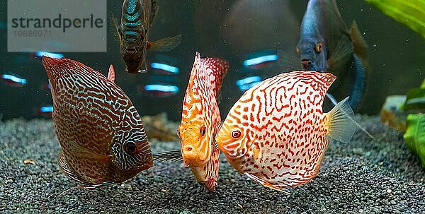 Bunte Fische aus der Gruppe der Diskusfische (Symphysodon) im Aquarium. Nahaufnahme  selektiver Fokus