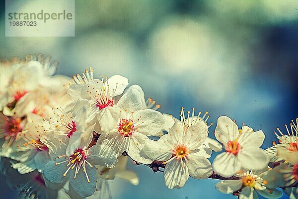 Einzelne Zweig der blühenden Kirschbaum floral Frühling Hintergrund instagram stile