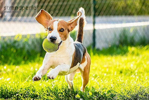 Hund Beagle mit langen Schlappohren auf einer grünen Wiese im Frühling  Sommer läuft mit Ball auf die Kamera zu. Platz rechts kopieren