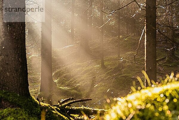 Magischer tiefer nebliger Herbstwald. Park. Schöne Szene Misty Old Forest mit Sonnenstrahlen  Schatten und Nebel. Szenische Landschaft