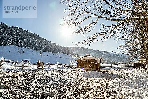 Braunes Pferd steht auf einer idyllischen Pferdekoppel im Winter  Sonnenschein