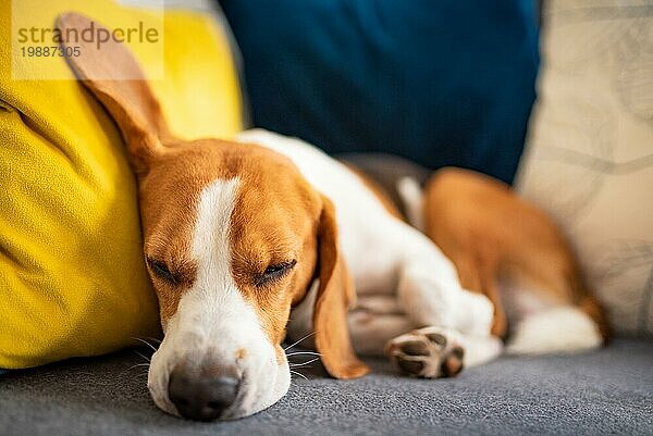 Beagle Hund müde schläft auf einer gemütlichen Couch. Liebenswerter hündischer Hintergrund. Nahaufnahme