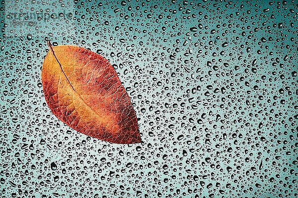 Herbsthintergrund gefallenes Blatt auf nassem Fenster  Herbst Poster mit Kopie Raum