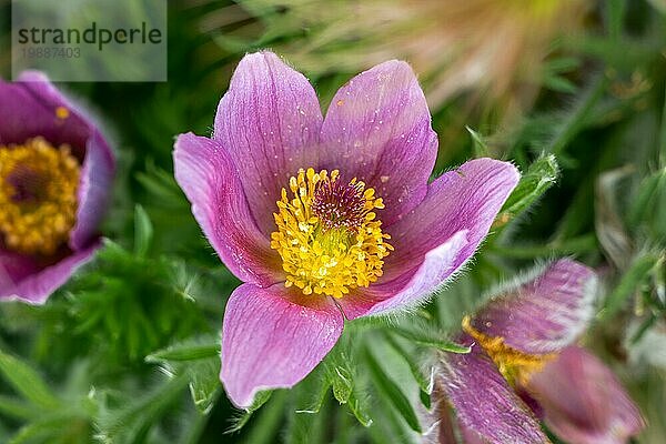 Nahaufnahme der violetten Blüten einer Pasqueflower (Pulsatilla) Pflanze mit grünem Bokehhintergrund