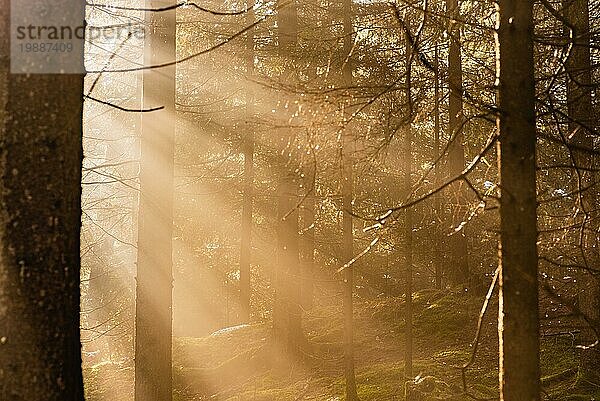 Magischer tiefer nebliger Herbstwald. Park. Schöne Szene Misty Old Forest mit Sonnenstrahlen  Schatten und Nebel. Szenische Landschaft