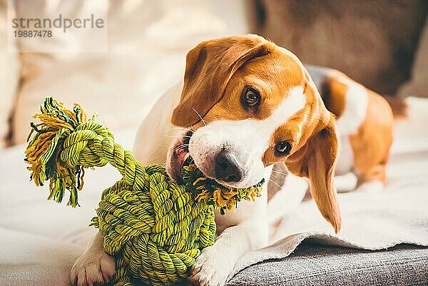 Hund mit Seilspielzeug auf dem Sofa. Aufgeregt  weil er in ein Spielzeug beißt. Raum kopieren