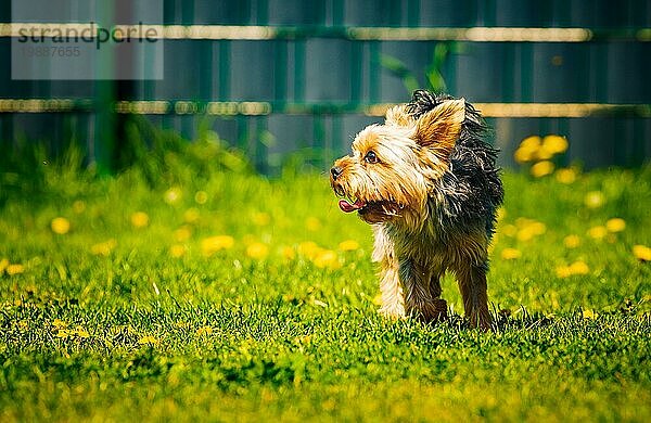 Niedlicher Yorkshire Terrier Hund läuft im Gras voller Löwenzahn im Hinterhof