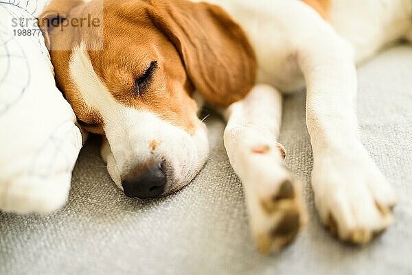 Beagle Hund liegt auf dem Sofa in gemütlichen Haus. Drinnen Hintergrund