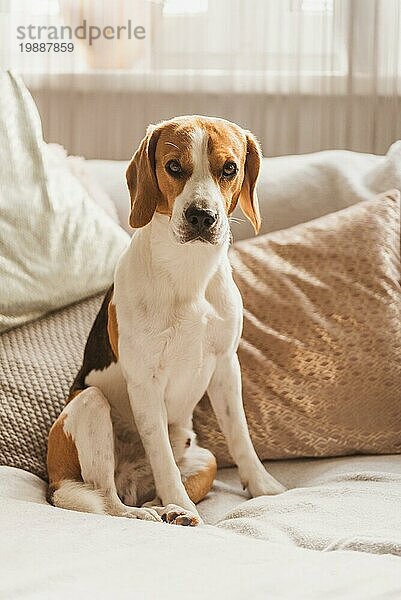 Hund ruht auf einem Sofa Beagle Hund sitzt im Haus drinnen Hintergrund