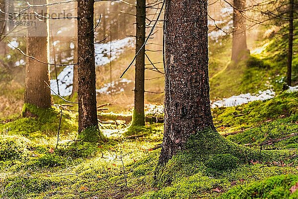 Magischer tiefer nebliger Herbstwald. Park. Schöne Szene Misty Old Forest mit Sonnenstrahlen  Schatten und Nebel. Szenische Landschaft