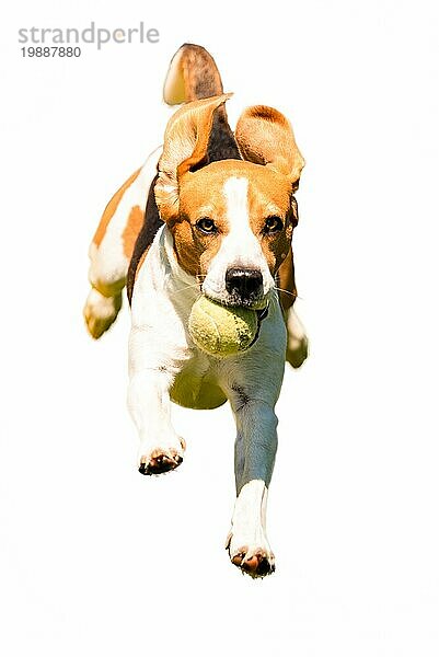 Beagle Hund läuft schnell ausgeschnitten. Hund läuft in Richtung Kamera vor weißem Hintergrund
