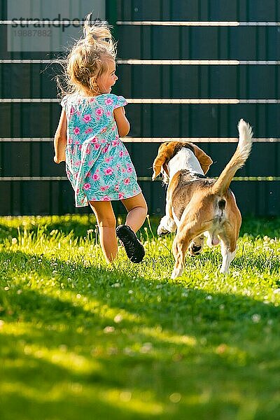 Baby Mädchen läuft mit Beagle Hund im Hinterhof im Sommer Tag. Haustier mit Kindern Konzept. Hund jagt 23 Jahre alt  läuft nach Leckerbissen