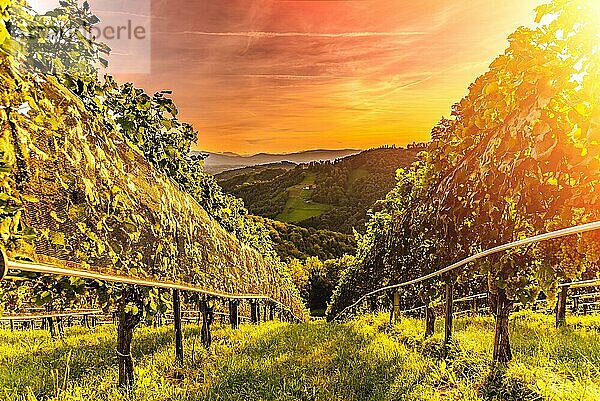 Sonnenuntergang und Landschaft mit Weinbergreihen in der österreichischen Landschaft in Leibnitz Kitzeck im Sausal. Touristisches Ziel