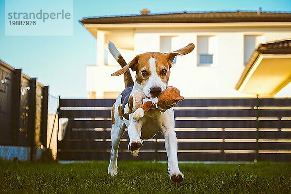 Glücklicher Beagle Hund  der mit seinem Besitzer an einem sonnigen Abend im Garten Fangen spielt. Läuft und springt in Richtung Kamera