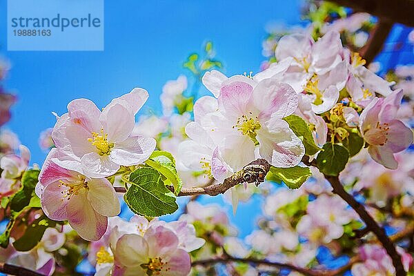 Schöne florale Hintergrund blühenden Apfel tre Blumen instagram Stil