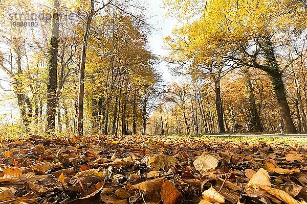 Schöner Park im Herbst  heller sonniger Tag mit bunten Blättern auf dem Boden