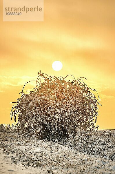 Allein auf dem weißen Schneestock stehend im Licht des Sonnenuntergangs  der untergehenden Sonne. Fantastische Landschaft leuchtet im Sonnenlicht. Dramatische winterliche Szene. Naturpark. Kaukasus Europa. Schöne Welt. Retro Stil Filter. Instagram Toning Effekt