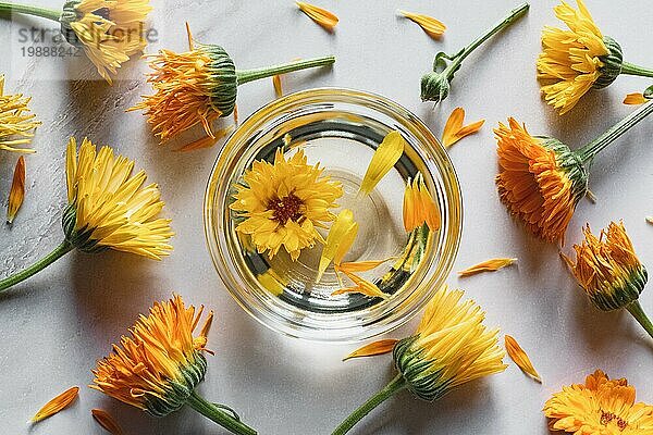 Hausgemachte Calendula infundiert Öl in einer Schüssel  Ringelblumenblüten auf weißem Hintergrund  Kräutermedizin flach legen