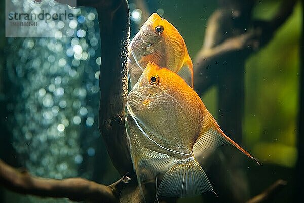 Ein Paar Gold Pterophyllum Scalare im Aquarium  ein gelber Skalar legt seine Eier ab. Rehe auf einem Holzast. Selektiver Fokus