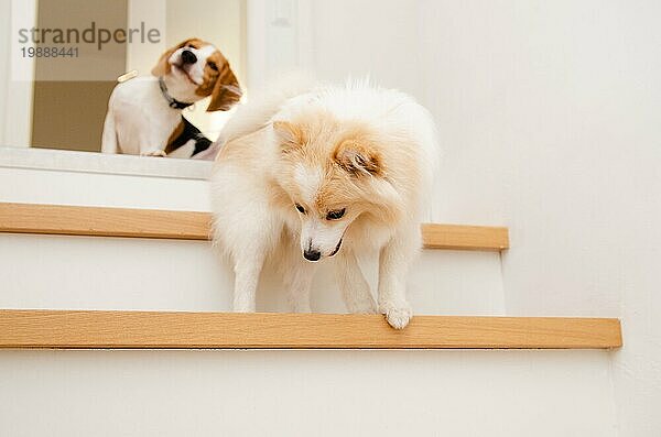 Hunde laufen die Treppe hinunter Beagle mit deutschen spitz Hund themed Hintergrund