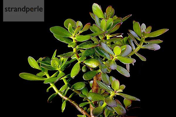 oder Geldbaum (Crassula ovata) Sukkulente Pflanze close up auf schwarzem Hintergrund  copy space