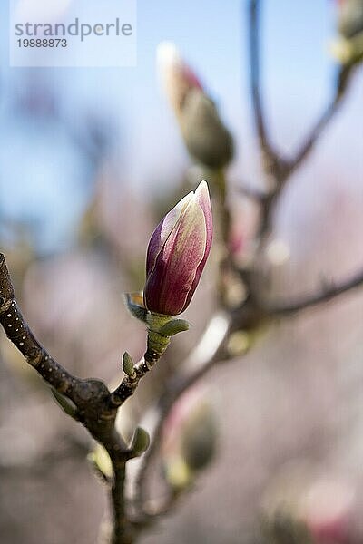 Schöne Magnolienblüten im Frühling  Salzburg  Schönheit