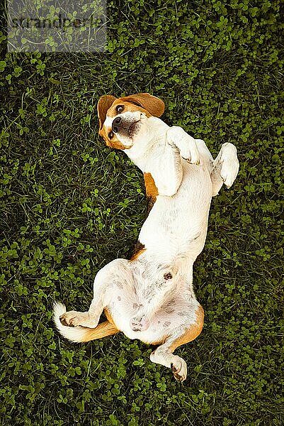Beagle suhlen und wälzen sich im Gras. Hund hat Entspannung Zeit liegen auf grünem Gras in der Sonne. Hound Hintergrund