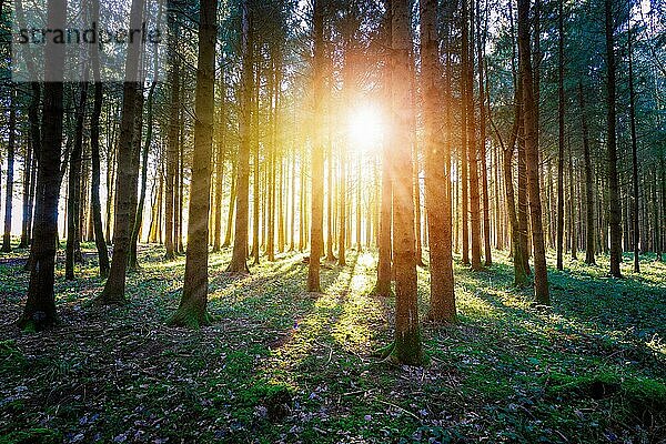 Magischer Sonnenuntergang und Sonnenstrahlen im Wald. Grünes Gras  Baumstämme und Licht