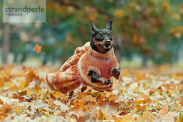 Fröhlicher Zwergpinscher im Strickkleid läuft durch gefallenes Laub