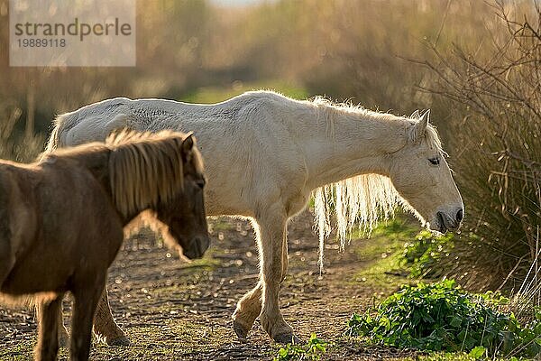 Zwei Pferde  ein weißes und ein braunes  grasen friedlich in der sonnenbeschienenen natürlichen Umgebung