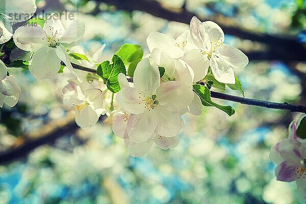 Blumen eines Apfelbaums auf einem Zweig