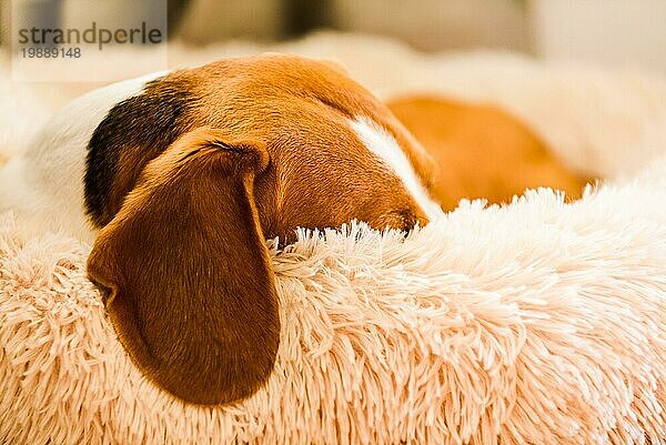 Beagle Hund müde schläft auf einem flauschigen Hundebett. Hundehintergrund