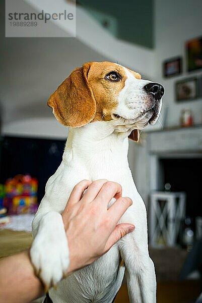 Besitzer streichelt einen Beagle Hund. Kratzende Hundebrust. Glücklicher Hund Pose zu Hause