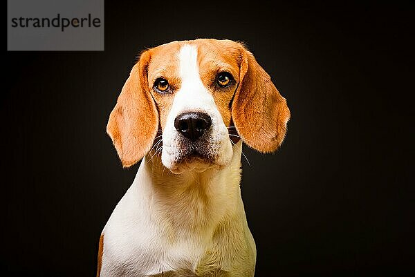 Schöner Beagle Hund vorschwarzem Hintergrund. Studioaufnahme