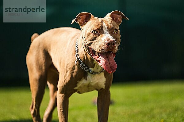 Hund stehend im Hinterhof American Staffordshire Terrier  amstaff  braun Stafford Pit Bull groß draußen mit Zunge heraus