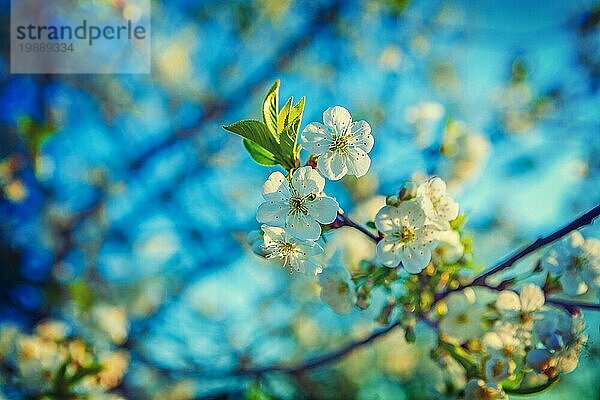 Flooral Frühling Hintergrund Blüte des Kirschbaums und verschwommenen Himmel Instagram Stil