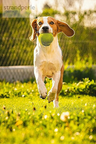 Beagle Hund Spaß im Garten im Freien laufen und springen mit Ball in Richtung Kamera. Sonniger Tag im Garten