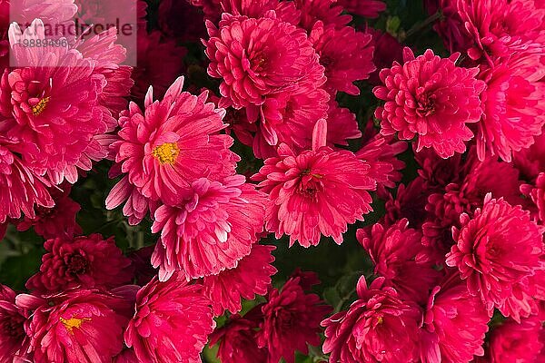 Close up Chrysantheme roten Urlaub Blumen Textur Hintergrund
