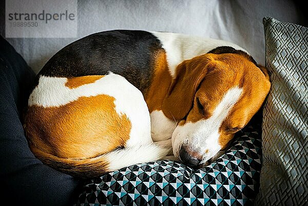 Schlafender Beagle auf dem Sofa im Wohnzimmer