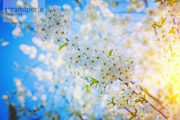 Einzelne Zweig der Kirschbaum mit weißen Blumen floralem Hintergrund instagram Stil