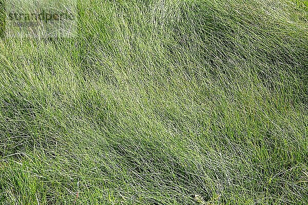 Wildes grünes Gras abstrakten Hintergrund Textur. Lush Natur Hintergrund