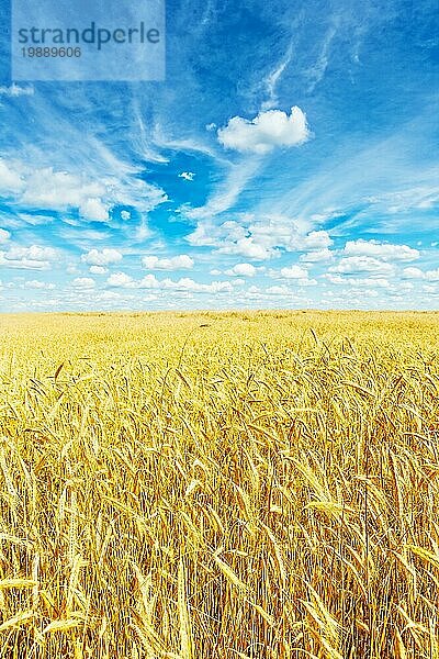 Goldenes Weizenfeld und schöner Himmel