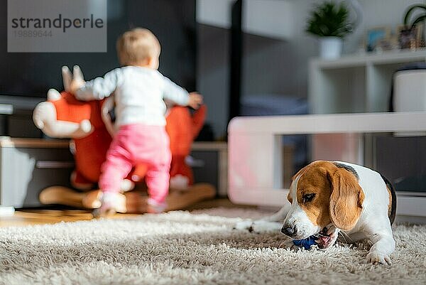 Hund kaut an seinem Spielzeug auf einem Teppich. Baby spielt im Hintergrund